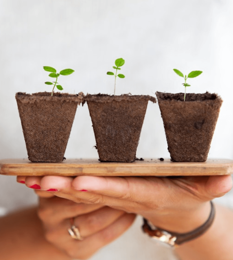 Three small plants growing in pots showing growth and progress